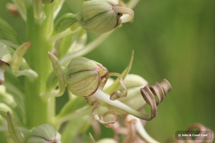 _MG_1609 Lizard Orchid.JPG